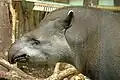Tapir