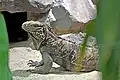 Wirtelschwanzleguan