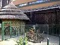 Afrikanisches Dorf, Fuchsmanguste