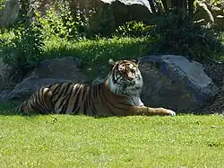Sumatra-Tiger