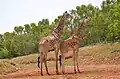 Giraffen (Giraffa)