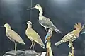 Vogelpräparate