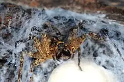 Weibchen mit Kokon beim Drohen