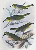 Lord-Howe-Brillenvogel aus Gregory Mathews: Birds of Australia 1910–1928