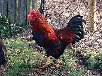 Zwerg-Dresdner