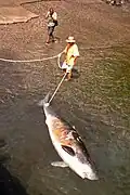Die (nicht tödlichen) Verletzungen an seiner Haut stammen von einer Schiffsschraube.