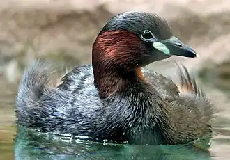 Zwergtaucher