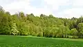Zwettltal mit Lebensraumtyp „Schlucht- und Hangmischwälder“