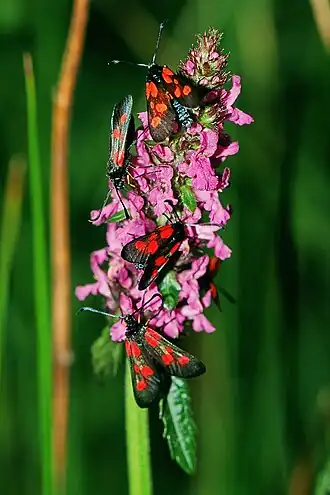 Sumpfhornklee-Widderchen