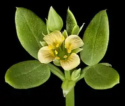 Zygophyllum fruticulosum