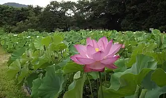 Lotusteich