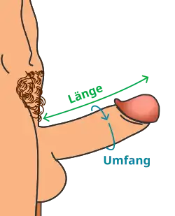Bemessung von Länge und Umfang