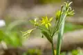 Wald-Gelbstern (Gagea lutea) im südlichen Leipziger Auenwald (Naturschutzgebiet Elster-Pleiße-Auwald)