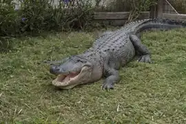 Mississippi-Alligator (Alligator mississippiensis)