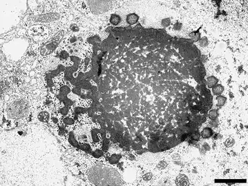 Nachkommenschaft des „Sputnik&nbsp;3“ Virophagen, produziert in einer Virusfabrik (VF) von Gruppe-A-Mimiviren. Balken 1&nbsp;µm.[5]