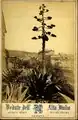 Aus der Reihe Vedute dell’Alta Italia – der Bahnhof Genuas von der Terrasse der Villa Rosazza aufgenommen, im Vordergrund eine Aloe-Pflanze