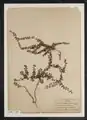 Gaultheria Hispidula im Herbarium