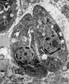 Zwei Tachyzoiten von Toxoplasma gondii, TEM-Bild