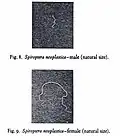 Ein männliches (oben) und ein weibliches (unten) Exemplar von Gongylonema neoplasticum[31]