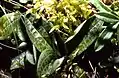 Kriechendes Netzblatt (Goodyera repens) Blattrosette