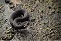 Kreuzotter