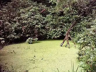 Teich im Park