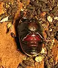 P. marginata peregrina, Bauchseite des Männchens