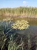 Seerosen auf dem Fluss