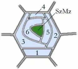 Entwicklungsschema des Spaltöffnungsapparates vom Brassicaceen-Typ (= Cruciferen-Typ) (die Zahlen geben die Reihenfolge an, in der Nebenzellen entstanden sind)