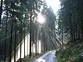 Waldweg zwischen Jägersgrün und Friedrichsgrün