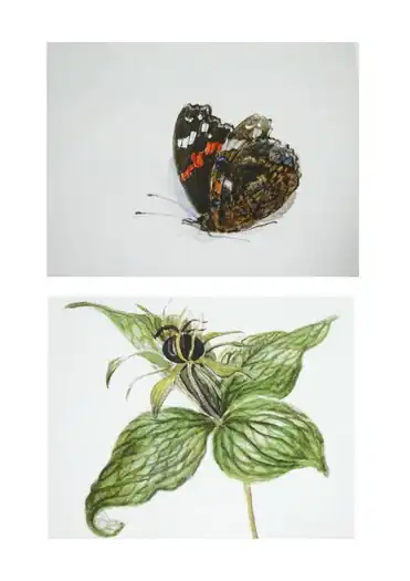 Details: Paris quadrifolia (Einbeere) und Admiral (2009)