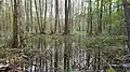 Naturreservat Elchsümpfe