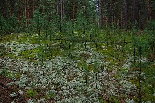Karakan-Kiefernwald