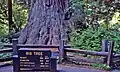 Der Big Tree an der Tall Trees Access Road