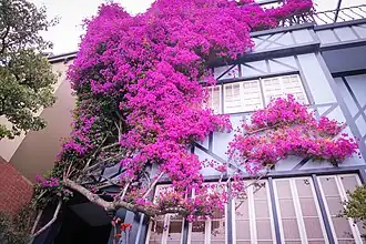 Bougainvillea