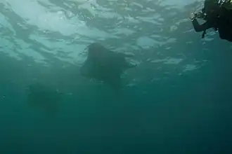 Mantas in der Nähe von Nusa Penida
