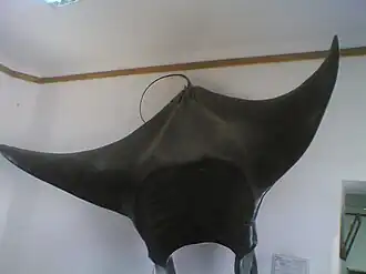 Manta-Rochen im Museum