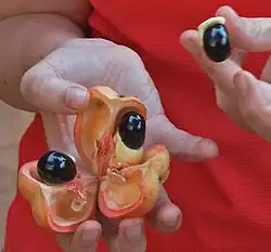 Ackee Frucht mit Samen