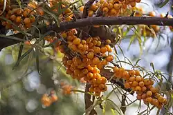 Sanddornbeeren am Strauch