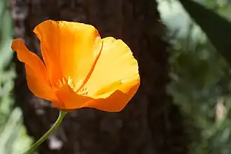 Kalifornischer Mohn