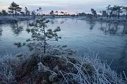 Lielais Ķemeru tīrelis (Lettland)