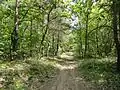 Młociny Stadtwald