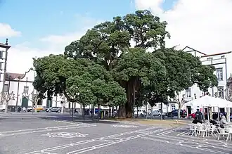 Metrosidero Baum auf der Praça 5 de Outubro