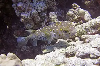Gelbgepunkteter Igelfisch, Abū Dabbāb 3