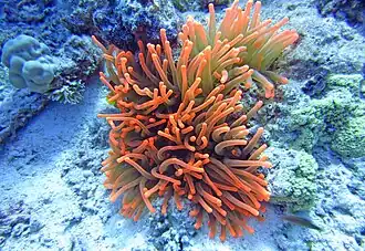 Rote Anemone