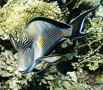 Arabischer Doktorfisch (Acanthurus sohal)