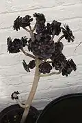 Sukkulente (Black Tree Aeonium)