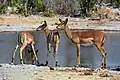 Schwarznasen-Impala-Weibchen beim Trinken am Wasserloch Kalkheuwel Bore Hole
