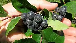 Die Beeren