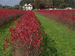 Aronia im Herbst